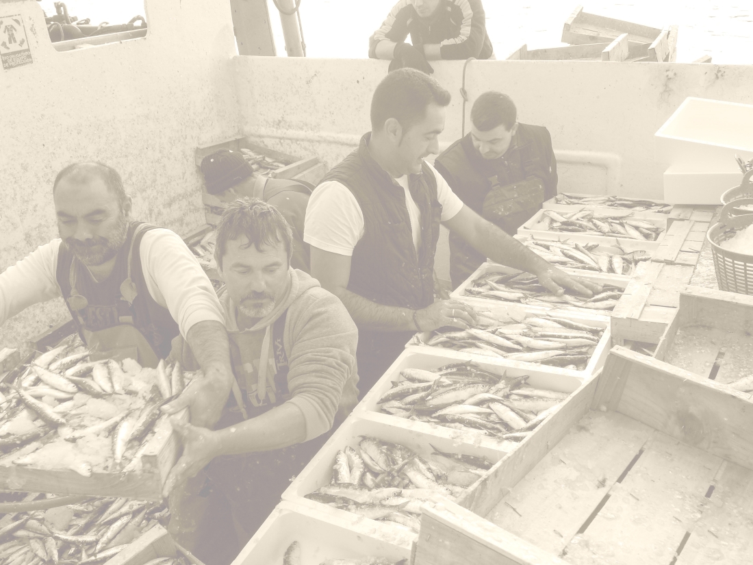 Selección de pescado en la lonja